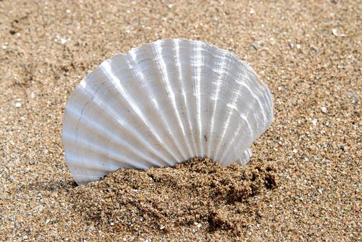 shells on beach sand