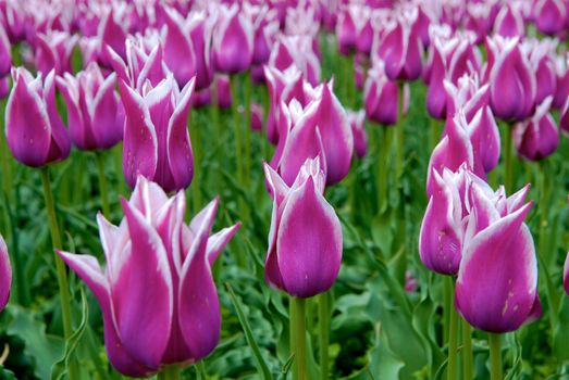 Purple Tulips caught in a breeze