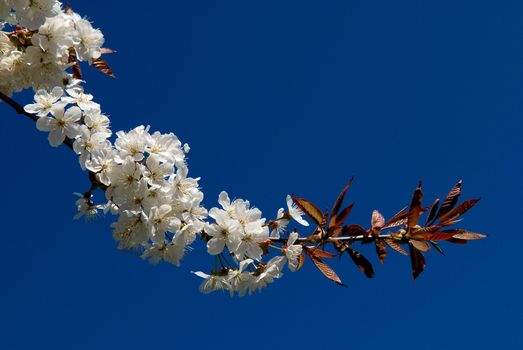 Tree branch with young leaves on blue background