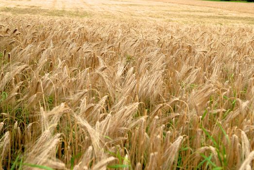 Wheat field landscape