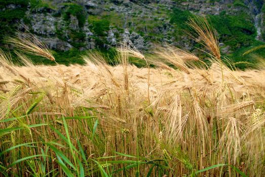 Wheat field landscape