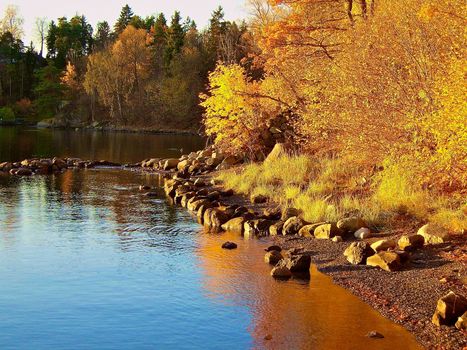 river among the wonderful forest