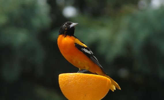 Male Baltimore Oriole perched on orange