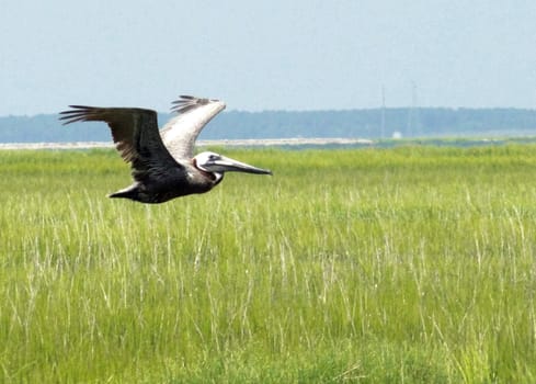 Pelican flying over grass in Hilton Head, SC, USA