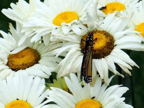 Butterfly sitting on daisies