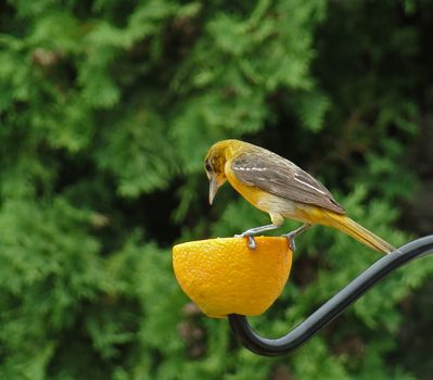 Female Baltimore Oriole eating an orange