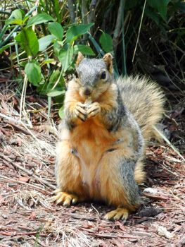 Squirrel eating a peanut