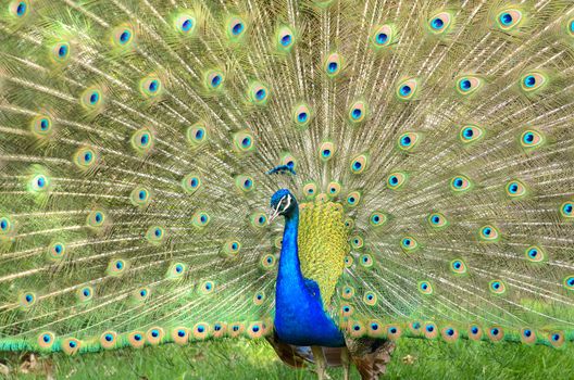 A colorful peacock with his feathers on display.