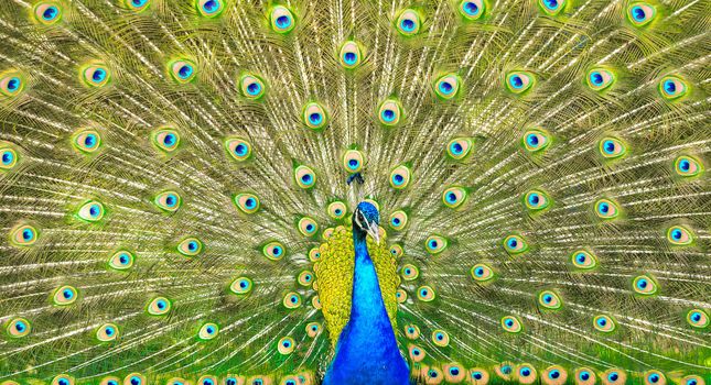 Elegant peacock with vibrant colors showing off his feathers.