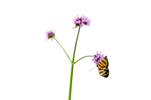 A monarch butterfly resting on a flower, isolated on a white background.