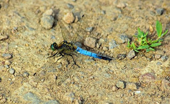 dragonfly placed on the ground (France)