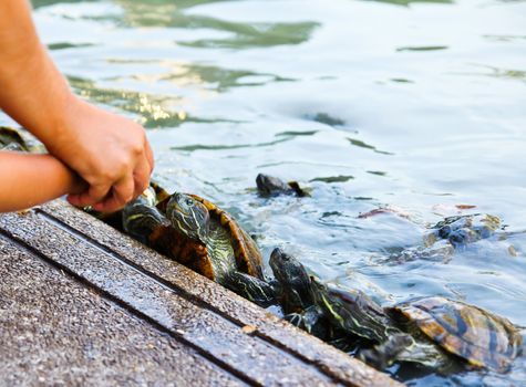 Red eared slider