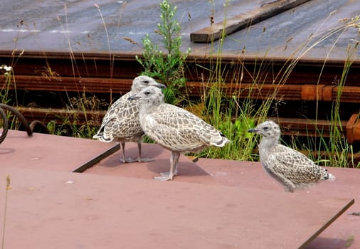 Nestlings of the seagull at light of the sun