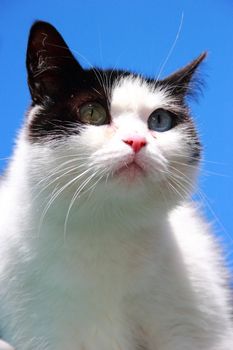 cat with different eyes, black and white