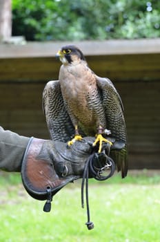 hawk on trainers glove