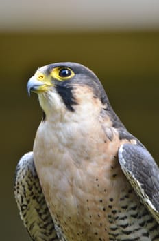 Hawk with head and shoulders