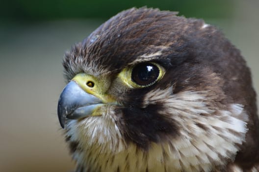 close up of hawk head