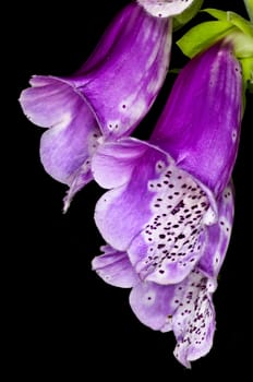 purple foxglove, medicine plant
