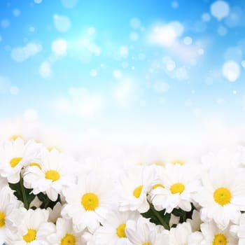 Colourful background with white and yellow camomiles