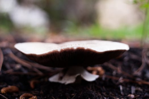 White mushroom, shallow depth of field