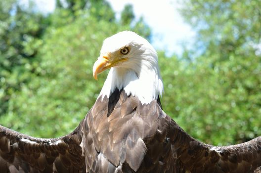 American Eagle spreading wings