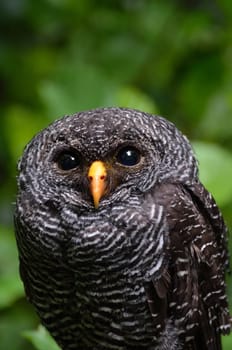 black and white striped owl