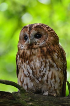 Brown Owl portrait in forest