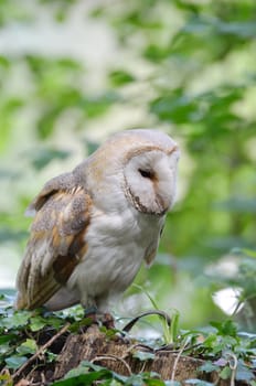 owl in countryside