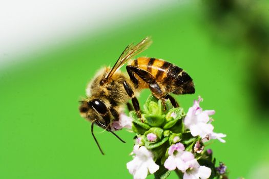 Honey Bee photographed on thyme flowers