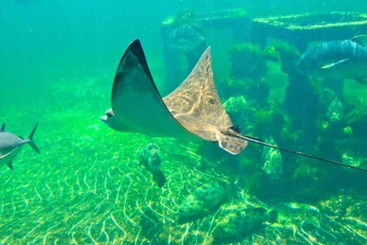 fish  in the aquarium of Rayong province,Thailand 