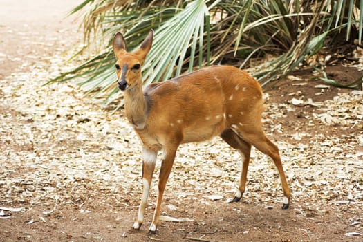 Bushbuck (Tragelaphus scriptus) photographed in Satara Camp,  Kruger National Park, South Africa.