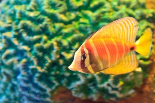  anemonefish in the aquarium of Rayong province,Thailand
