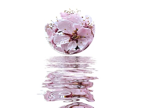 flower and water