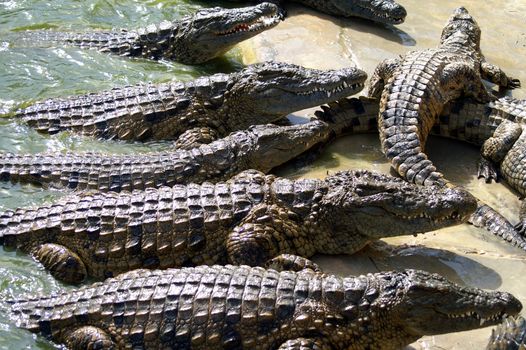 Alligators waiting for their meal