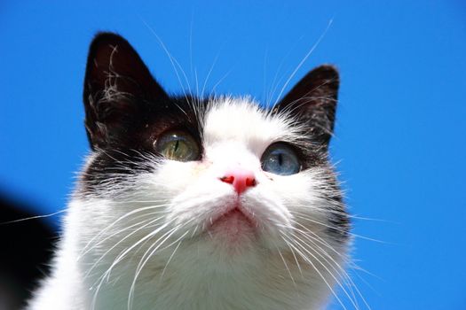 cat with different eyes, black and white