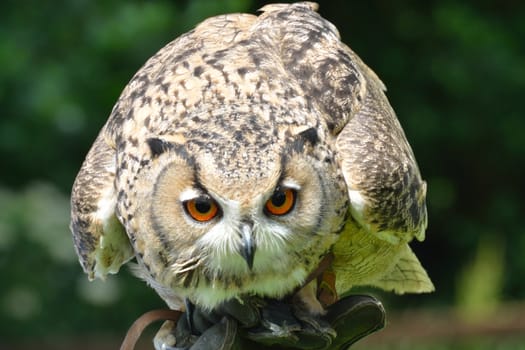 Owl about to fly