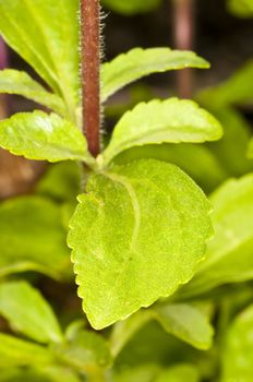 Stevia rebaudiana the herbal support for sugar