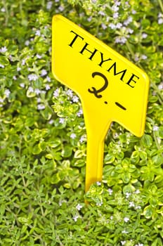 thyme