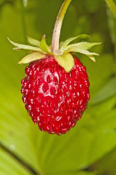 woodland strawberry