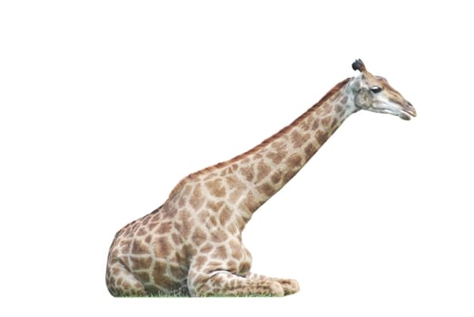  lying  big spotty giraffe isolated on white