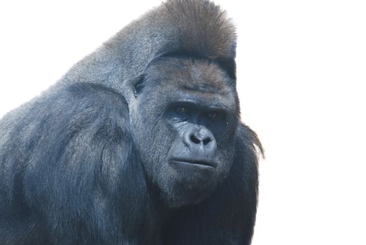 close up of a big black hairy gorilla isolated on white