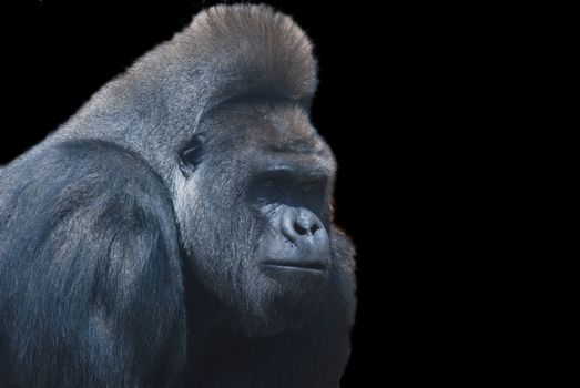 close up of a big black hairy gorilla isolated on black