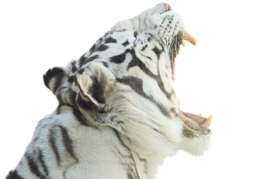 rare white tiger  with open mouth isolated on white