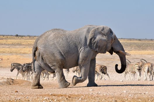 Elephant walking in the Etosha National Park, Namibia