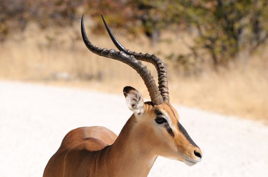 Male Impala in the Etosha National Park