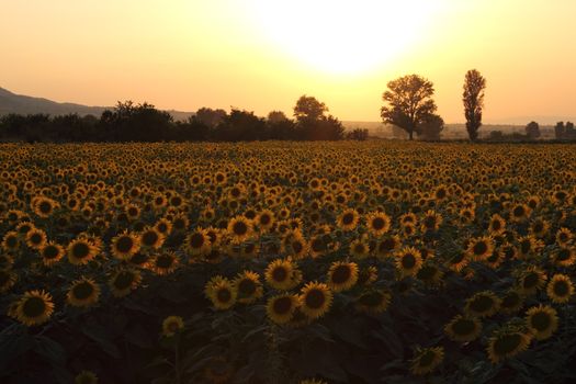 Sunflowers field at Sunset time in the summer.