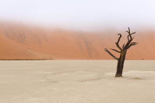 A lonely tree skeleton at Deadvlei near Sossusvlei, Namibia