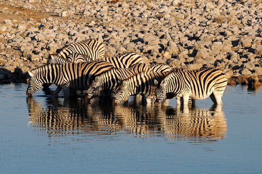 Zebras drinking water, Okaukeujo waterhole, Etosha National Park, Namibia