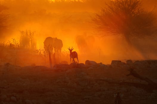 A fiery sunset at Okaukeujo waterhole, Namibia