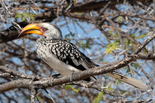 Southern Yellow-billed Hornbill, Tockus leucomelas, Etosha national Park, Namibia